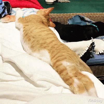 funny sleeping gif|funny falling asleep gif.